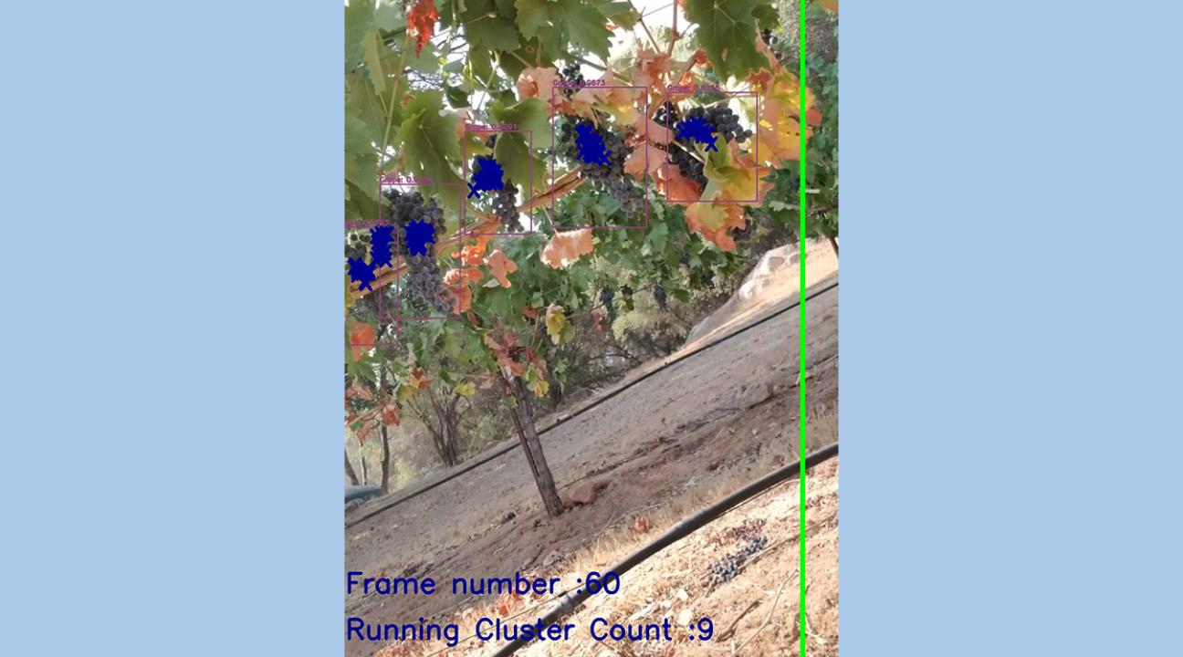 A Snapshot of the Cluster Counting Process #1